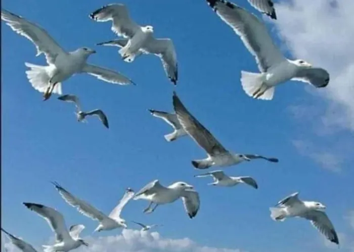 아파트 A Gaivota Ria Formosa Waterfront Lux With Pool, Olhao, Algarve 오양