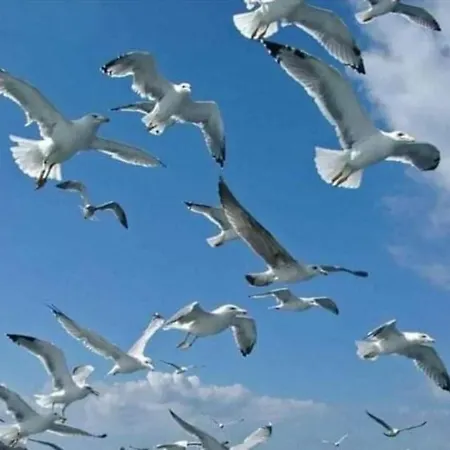 Апартаменты A Gaivota Ria Formosa Waterfront Lux With Pool, Olhao, Algarve Ольян